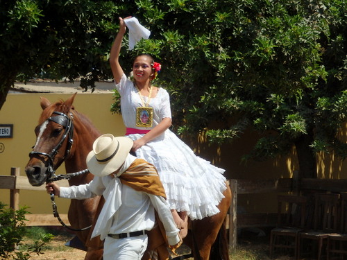 Peruvian Step Horse Show.